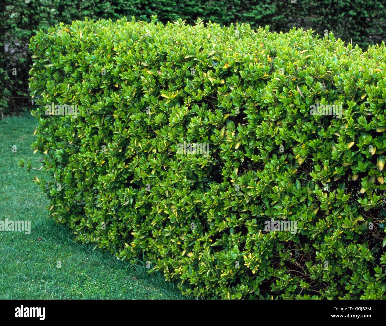 Hedge - of Ligustrum ovalifolium `Aureum' Golden Privet   HED049798  /Photosh Stock Photo